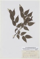 藏品(阿里山千金榆)的圖片